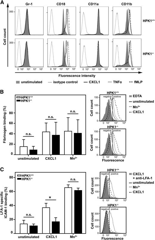 Figure 2. HPK1-deficient PMNs showed normal affinity regulation of Mac-1, but defective CXCL1-mediated upregulation of LFA-1 affinity. (A) Flow cytometric analysis of cell-surface expression of Gr-1, CD18, CD11a, and CD11b. Isolated murine PMNs were stimulated with CXCL1 (100 ng/mL), TNF-α (100 ng/mL), N-formyl-methyl-leucyl-phenylalanine (10 µM), or left unstimulated for 20 minutes at 37°C. Histograms are representative of 3 independent experiments. (B) Binding of soluble fibrinogen to isolated murine PMNs measured by flow cytometry. PMNs were stimulated with CXCL1 (100 ng/mL), Mn2+ (3 mM), or left unstimulated. Bar chart (left) shows percentage of cells with positive fibrinogen binding, calculated by using a threshold that defined 95% of EDTA-treated (2 mM) PMNs as negative. Representative fluorescence-activated cell sorting (FACS) histograms are shown on the right. n = 6. (C) LFA-1–specific binding of soluble ICAM-1/Fc to isolated murine PMNs measured by flow cytometry. PMNs were preincubated with anti–Mac-1 blocking antibody to prevent Mac-1 binding of ICAM-1/Fc and were stimulated with CXCL1 (100 ng/mL), Mn2+ (5 mM), or left unstimulated. Bar chart (left) indicates percentage of cells with positive LFA-1–specific ICAM-1/Fc binding, calculated by using a threshold that defined 95% of PMNs treated with CXCL1 and anti–LFA-1 antibody as negative. Similar results were obtained with 3 mM Mn2+. Representative FACS histograms are shown on the right. n = 4 (unstimulated, CXCL1); n = 3 (Mn2+). Diagrams show mean ± SD; *P < .05; n.s. = not significant.