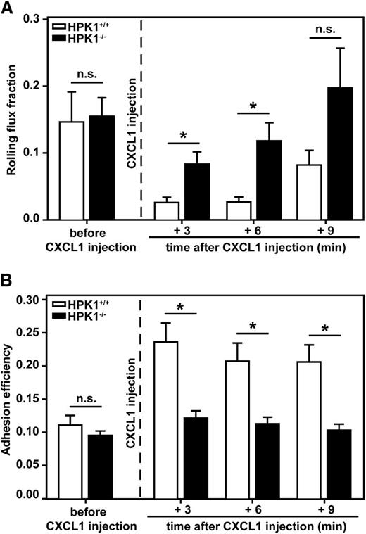 Figure 3. CXCL1-mediated leukocyte adhesion was almost absent in HPK1-deficient mice. (A) Leukocyte rolling flux fraction and (B) leukocyte adhesion efficiency in postcapillary venules of mouse cremaster muscle as assessed by intravital microscopy. Leukocyte rolling and adhesion were measured at different time points in each vessel: before CXCL1 injection as well as 3, 6, and 9 minutes after systemic administration of CXCL1 (600 ng) via the carotid artery. n = 10 venules from 5 HPK1+/+ mice and 15 venules from 6 HPK1−/− mice. Diagrams show mean ± standard error of the mean (SEM); *P < .05; n.s. = not significant.