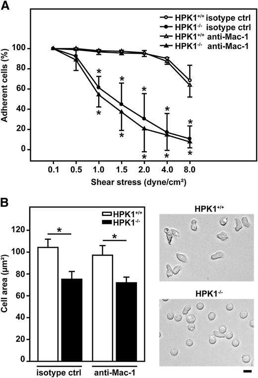 Figure 4. HPK1 was important for LFA-1–mediated adhesion strengthening and spreading of PMN under flow conditions in vitro. For flow chamber assays, isolated murine PMNs were treated with an isotype control antibody (30 µg/mL) or an anti–Mac-1 blocking antibody (30 µg/mL) and seeded into flow chambers coated with P-selectin (10 µg/mL), ICAM-1 (12.5 µg/mL), and CXCL1 (5 µg/mL). After 10 minutes of static conditions, flow was applied as indicated. (A) Detachment assay of adherent murine PMNs in response to gradually increasing shear stress (0.1 to 8.0 dyne/cm2) at intervals of 90 seconds. Adhesion strengthening is represented by the percentage of nondetaching cells compared with initially adherent cells at 0.1 dyne/cm2 (100%). n = 3 independent experiments with a total of 315 (HPK1+/+ isotype control), 281 (HPK1−/− isotype control), 266 (HPK1+/+ anti–Mac-1), and 235 (HPK1−/− anti–Mac-1) analyzed cells. (B) Spreading of adherent PMNs after 5 minutes of constant flow (1 dyne/cm2), quantified by the measurement of cell area (left panel). Representative microscopic images (right panel) are shown. Bar = 10 µm. n = 3 (isotype control); n = 4 (anti–Mac-1) independent experiments with a total of 221 (HPK1+/+ isotype control), 318 (HPK1−/− isotype control), 344 (HPK1+/+ anti–Mac-1), and 460 (HPK1−/− anti–Mac-1) analyzed cells. Diagrams (A,B) show mean ± SD; *P < .05 for HPK1+/+ values versus corresponding HPK1−/− values.