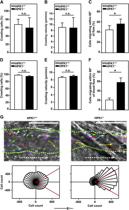Figure 5. Directed mechanotactic crawling was compromised in HPK1-deficient PMNs. Mechanotactic crawling of isolated murine PMNs evaluated in vitro. (A-C) Flow chambers coated with P-selectin (10 µg/mL), ICAM-1 (12.5 µg/mL), and CXCL1 (5 µg/mL) were used. Flow of 1 dyne/cm2 was applied and crawling was recorded for 10 minutes by using live-cell imaging, followed by offline analysis with ImageJ. At least 635 cells were analyzed for each strain. n = 9 flow chambers with cells from 5 mice each. Diagrams show mean ± SD; *P < .05; n.s. = not significant. (D-G) Intraluminal leukocyte crawling in inflamed postcapillary venules, assessed by intravital microscopy of the mouse cremaster muscle 2.5 hours after intrascrotal injection of TNF-α (500 ng). At least 189 cells were analyzed for each strain; n = 6 venules from 4 mice each. Diagrams show mean ± SEM; *P < .05; n.s. = not significant. (A,D) Percentage of crawling cells compared with number of totally adherent cells. Cells that exceeded a displacement of more than one cell diameter (Euclidean distance) were considered as crawling. (B,E) Mean crawling velocities were analyzed offline in time-lapse videos with temporal resolution of 3 seconds (in vivo) or 5 seconds (in vitro). (C,F) Percentage of cells ending up in a 60° angle that is symmetrically divided by the vector of flow. (G) Representative microscopic images (upper panel) with single-cell migration tracks (colored arrows) of leukocytes crawling on the inflamed vessel wall of postcapillary venules in TNF-α–treated cremaster muscles of HPK1+/+ and HPK1−/− mice. Dotted white arrows indicate direction of blood flow and dotted green lines depict the vessel walls; bar = 50 µm. Rose diagrams (lower panel) were generated by overlaying the single-cell tracks of all tracked cells, rotating an angular sector with an interior angle of 90° by 1° steps, and counting the cells that ended up in that angle. The counts were grouped in 10° intervals with the radius of each wedge representing the accumulated cell number. The arrow indicates the direction of blood flow.