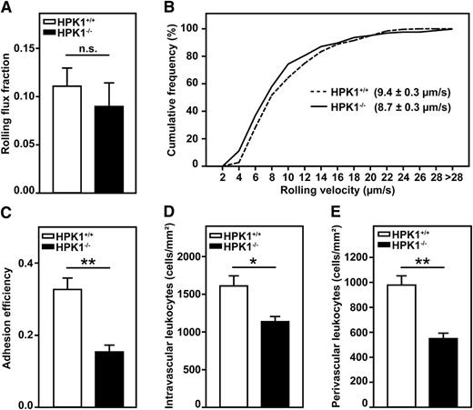 Figure 6. Leukocyte adhesion and extravasation were defective in TNF-α–treated cremaster muscle of HPK1-deficient mice. Intravital microscopy (A-C) of postcapillary venules in mouse cremaster muscle 2.5 hours after intrascrotal injection of TNF-α (500 ng). (A) Leukocyte rolling flux fraction, (B) rolling velocity, and (C) leukocyte adhesion efficiency were analyzed offline. n = 32 venules from 5 HPK1+/+ mice and 32 venules from 4 HPK1−/− mice; accumulated frequency of rolling velocity includes 259 cells from 5 HPK1+/+ mice and 275 cells from 4 HPK1−/− mice. Number of (D) intravascular and (E) perivascular leukocytes as quantified in Giemsa-stained cremaster muscle whole mounts of HPK1+/+ and HPK1−/− mice. Cremaster muscles were fixed and stained 2.5 hours after intrascrotal injection of TNF-α (500 ng), and the number of leukocytes was assessed histologically. n = 50 venules from 3 HPK1+/+ mice and 48 venules from 3 HPK1−/− mice. (A-E) Diagrams show mean ± SEM; *P < .05; **P < .001; n.s. = not significant.