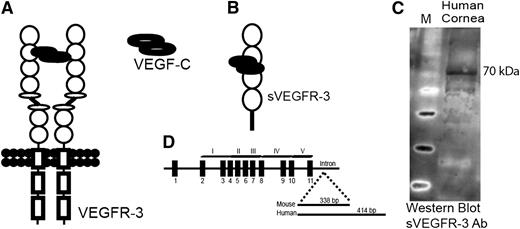Figure 1. sVEGFR-3 is expressed in the cornea. (A) Structure of the VEGFR-3 receptor. (B) sVEGFR-3 consists of 4 extracellular domains and a unique tail derived from intron 11. (C) Representative western blot of human cornea with antibody specific to the intron-derived unique C-terminal tail of human sVEGFR-3 (PA 4835; Thermo Scientific) demonstrates sVEGFR-3 at 70 kDa. (D) Genomic, exon-intron structure of sVEGFR-3 consisting of 11 exons (black boxes) and a tail derived from intron 11. Ab, antibody.