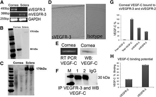 Figure 2. sVEGFR-3 is expressed in corneal epithelium and antagonizes VEGF-C. (A) Reverse-transcriptase PCRs (RT-PCRs) with intron-tail–specific reverse primer and exon-exon junction forward primers showing sVEGFR-3 in mouse cornea. Membrane VEGFR-3 mRNA expression in sclera only. (B) Western blot of corneal and scleral lysate (n = 5) with anti–VEGFR-3 N-terminal antibody demonstrates sVEGFR-3 at 60 kDa in cornea and membrane VEGFR-3 at 170 kDa in sclera. (C) Western blot of corneal and scleral lysate (n = 5) with anti–VEGFR-3 C-terminal antibody demonstrates the expression of membrane VEGFR-3 at 170 kDa in sclera only (none in cornea). (D) Immunolocalization of sVEGFR-3 (brown) in human cornea via an intron-derived C-terminal tail, human sVEGFR-3 antibody (PA 4835; Thermo Scientific). Isotype-negative control rabbit IgG. (E) RT-PCR and western blot of mouse cornea shows VEGF-C mRNA and protein. (F) Western blot of corneal lysate (n = 5) with anti–VEGFR-3 N-terminal antibody, blotted with anti–VEGF-C antibody under reducing (1) and native conditions (2), reveals binding of sVEGFR-3 to VEGF-C. (G) Sandwich ELISA with anti–VEGF-C–coated antibodies in 96-well plates, followed by the addition of corneal lysate (n = 5, each group; corneas from 3 mice in each sample), and then anti–VEGF-C, anti–VEGFR-3 N-terminal, and anti–N-terminal VEGFR-2 antibodies. (H) Competitive ELISA with human recombinant VEGF-C coated on 96-well plates and equimolar human recombinant VEGFR-3 and VEGFR-2 with extracellular domains added, showing affinity and binding to VEGF-C (n = 5). GAPDH, glyceraldehyde-3-phosphate dehydrogenase; IP, immunoprecipitation; M, marker; mVEGFR-3, membrane VEGFR-3; WB, western blot.