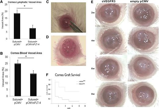 Figure 5. sVEGFR-3 overexpression results in regression of corneal lymphatic and blood vessels; overexpression of sVEGFR-3 is protective of transplant graft survival. (A-B) Lymphatic and blood vessel area 10 days after pCMV.sVEGFR-3 and pCMV.CTR injection, 1 day prior to corneal suturing. pCMV.sVEGFR-3 injection resulted in a 58% decrease in lymphatic area and a 31% decrease in blood vessel area compared with pCMV.CTR (n = 10 each group). (C-D) Penetrating corneal transplantation performed using female mice (8 to 12 weeks old) of the BALB/c strain as graft recipients and mice of the C57BL/6 strain as graft donors. (E) Representative corneas of transplant experiment at 2-, 4-, 6-, and 8-week intervals. (F) Subconjunctival injection with sVEGFR-3–overexpressing plasmid (pCMV.sVEGFR-3) showed that corneal transplant graft survival was 40.0% compared with empty pCMV with 8.3% graft survival in BALB/c recipient mice (n = 9-12). **P < .05 Kaplan-Meier survival analysis. IP, immunoprecipitation; w, weeks.