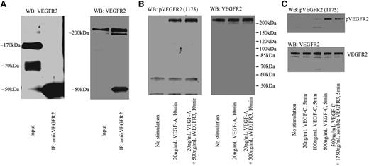 Figure 6. sVEGFR-3 inhibits VEGF-C–induced VEGFR-2 phosphorylation but not VEGF-A–induced VEGFR-2 phosphorylation. (A) Immunoprecipitation by VEGFR-2 antibody from HUVEC lysate. The input shows soluble and membrane VEGFR-3 bands. However, VEGFR-3 bands were not detected after precipitation, indicating that the two receptors do not heterodimerize. (B) After 24 hours of serum starvation, HUVEC was stimulated with 20 ng/mL VEGF-A or 20 ng/mL VEGF-A + 500 ng/mL recombinant sVEGFR-3. Recombinant sVEGFR-3 did not block VEGF-A–induced VEGFR-2 phosphorylation. (C) After 24 hours of serum starvation, HUVEC was stimulated with 20 ng/mL, 100 ng/mL, or 500 ng/mL VEGF-C or 500 ng/mL VEGF-C + 1750 ng/mL recombinant sVEGFR-3. Recombinant sVEGFR-3 treatment inhibits VEGF-C–induced VEGFR-2 phosphorylation. IP, immunoprecipitation; WB, western blot.