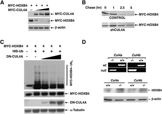 Figure 1. CUL4A targets HOXB4 for ubiquitin-dependent degradation. (A) Steady-state levels of MYC-HOXB4 were determined in response to increasing levels of cotransfected MYC-CUL4A in 293T cells by immunoblotting with the anti-MYC and β-actin (loading control) antibodies. (B) Pulse-chase analysis of HOXB4 half-life was performed following shCUL4A knockdown. (C) In vivo ubiquitination of HOXB4 in response to increasing levels of dominant-negative CUL4A was detected in 293T cells after tranfection with the indicated plasmids, treatment with MG132, precipitation with Ni2+-NTA agarose beads under denaturing conditions, and immunoblotting with anti-MYC antibody. (D) To determine the physiological effect of CUL4A and CUL4B on endogenous HOXB4 protein levels, bone marrow stem and progenitor cells from Cul4a and Cul4b knockout mice and their wild-type littermates were purified and analyzed by immunoblotting with anti-HOXB4. The upper panel shows the genotyping of Cul4a−/− and Cul4b−/Y mice by polymerase chain reaction.