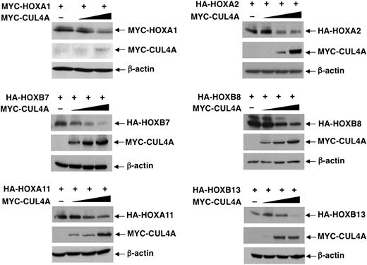 Figure 2. CUL4A targets multiple HOX proteins for degradation. Steady-state levels of indicated HOX proteins were determined in response to increasing levels of cotransfected CUL4A, as detected by immunoblotting with the appropriate antibodies. β-actin levels were determined by immunoblotting as loading controls.