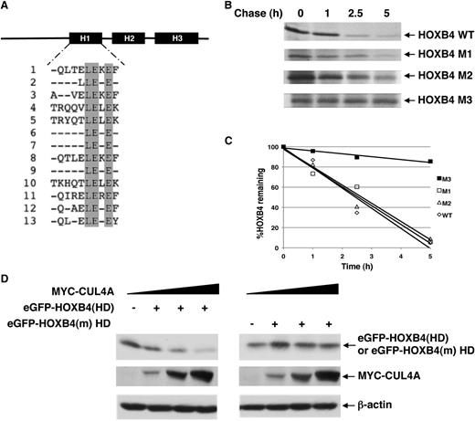 Figure 3. HOXB4 HD contains the CUL4A-dependent degron. (A) A sequence alignment of the HDs of all HOX paralogous groups revealed a conserved LEXE motif. (B-C) Half-lives of HOXB4 LEXE mutants. Pulse-chase analysis of HOXB4 LEXE mutants (M1: L175D; M2: L175D, E176K; M3: L175D, E176K, E178K) was performed after transfection of the MYC-tagged proteins into HeLa cells, 35S-Met labeling, and immunoprecipitation with the anti-MYC antibody. The percentages of HOXB4 and the LEXE mutant proteins remaining at each time point were normalized relative to time 0 of each protein. The percentages of HOXB4 or LEXE mutant proteins remaining at each time point are indicated. (D) Determination of the steady-state levels of GFP-HOXB4 HD fusion protein in response to increasing MYC-CUL4A levels by immunoblotting with antibodies against GFP or MYC epitope tags, with β-actin as loading control.