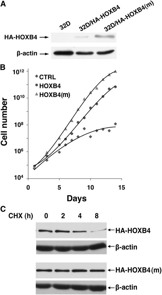 Figure 4. Degradation-resistant HOXB4 confers a proliferative advantage to the 32D myeloid cell line. (A) Expression levels of HA-HOXB4 (wild-type or mutant) in 32D stable lines, as determined by immunoblotting with the anti-HA antibody. (B) Cumulative expansion of 32D stable lines in serum-free medium. (C) Cycloheximide chase analysis for the half-lives of HA-HOXB4 (wild-type or mutant) in 32D stable lines. HA-HOXB4 or HA-HOXB4(m) levels were determined by immunoblotting at the indicated time points. β-actin levels were determined as the loading control.