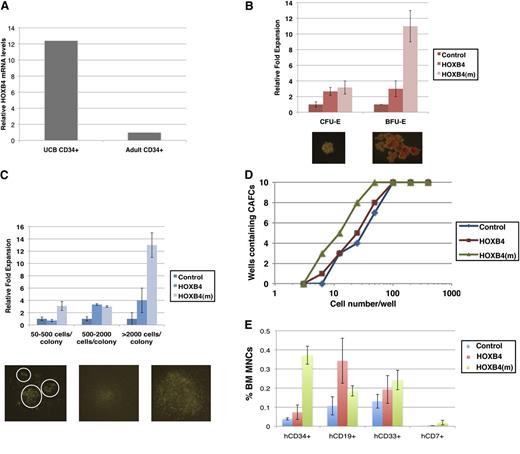 Figure 5. Direct transduction of recombinant degradation-resistant HOXB4 protein maintains G-CSF–mobilized CD34+ cells in a more primitive state than wild-type HOXB4. (A) Comparison of HOXB4 mRNA expression levels in CD34+ UCB cells vs CD34+ G-CSF–mobilized cells. (B-C) Comparison of granulocyte-monocyte colony-forming cells (CFU-GM), erythroid burst-forming cells (BFU-E), and erythroid colony-forming cells (CFU-E) after addition of wild-type or degradation-resistant recombinant HOXB4 protein to CD34+ G-CSF–mobilized cells. (D) Limiting dilution CAFC assays of G-CSF–mobilized CD34+ cells after addition of wild-type or degradation-resistant HOXB4 protein. (E) Multi-lineage engraftment of G-CSF–mobilized CD34+ cells treated with wild-type or degradation-resistant recombinant HOXB4 protein in NSG mice (n = 8 per group) 12 weeks post-primary transplantation. The experiment was independently repeated 3 times.