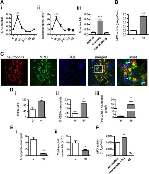 Figure 2. The interaction between neutrophils, MPO, and DCs in LNs. (Ai-ii) Accumulation of neutrophils (identified as Ly-6G+CD11bhiCD11c−MHC-IIneg side-scatterhi cells; flow cytometry) in draining LNs of normal (n = 6) and subcutaneously OVA/LPS-injected mice (n = 6/time point). (Aiii) Neutrophil infiltration in normal (n = 6) and draining (inguinal) or nondraining (axillary) LNs from mice injected with OVA/LPS (4 hours; n = 6). (B) MPO activity in extracts of draining LNs from normal and OVA/LPS-injected mice (4 hours; n = 6/group). (C) Frozen acetone-fixed sections (4-μm-thick) of draining LNs from WT mice collected 4 hours after OVA/LPS injection were stained for neutrophils (red), MPO (green), and DCs (blue). Confocal images were captured using a NikonC1 inverted confocal laser scanning microscope (×40/0.45 Nikon Plan Apo objective lens), acquired with the use of line sequential scanning (acquisition software: NIS Elements AR 3.0), converted to .TIFF files (Image J software) and processed by Photoshop CS software (Adobe Systems). Neutrophils interact with DCs (magenta). MPO is present inside (yellow) and outside (green) of neutrophils and extracellular MPO contacts DCs (indicated by arrows). Original magnification, ×400. (Di) Surface expression of CD68 (flow cytometry) on LN neutrophils and the proportion (Dii) and total number (Diii) of CD68+ neutrophils in draining LNs of normal (n = 6) and OVA/LPS-injected mice (4 hours; n = 6). (Ei-ii) Neutrophil apoptosis (Annexin-V staining; flow cytometry) in draining LNs of normal (n = 6) and OVA/LPS-injected mice (4 hours; n = 6). (F) The effect of DCs on MPO release by neutrophils. BM neutrophils were cultured (in 10% RPMI; 24 hours) with or without BM-derived DCs (1:1 ratio). Control wells contained DCs cultured alone. MPO activity was measured in supernatants. Data are representative of 2-3 independent experiments. *P < .05, **P < .01, ***P < .0001; ND, not detected.