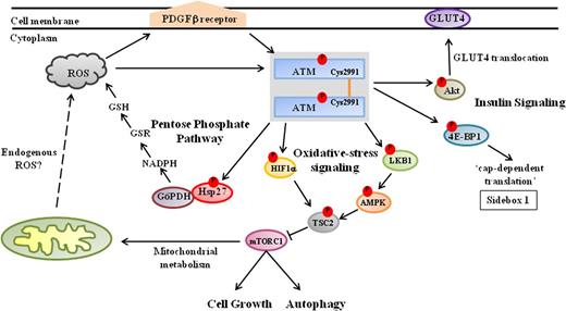 Figure 1. ATM kinase signals to diverse metabolic pathways in the cytoplasm. During in vitro experiments, oxidants/prooxidants induce the phosphorylation and activation of ATM dimers that appear to be linked via intermolecular disulfide bonds formed at a conserved C2991 residue in the C- terminus.66 It remains to be fully clarified whether these ATM dimers are similarly activated in response to endogenously generated ROS—acting directly on ATM, or else via the platelet-derived growth factor receptor β67—and are responsible for regulating (1) expression of mTORC1; (2) synthesis of reduced glutathione (GSH) via the PPP; and (3) insulin-induced protein synthesis in response to oxidative stress. Nevertheless, the activation of ATM in response to oxidative stress leads to the inhibition of mTORC1 activity via the LKB1/AMPK/TSC2 signaling cascade. Activated ATM phosphorylates LKB1 (Thr366), which in turn phosphorylates AMPK (Thr172). AMPK subsequently phosphorylates TSC2 (Thr1271, Ser1387), which inhibits the expression of mTORC1, thereby promoting autophagy.68-70 Furthermore, ATM regulates TSC2 activity in response to hypoxia by directly phosphorylating HIF1α (Ser696),71 and hence blocks mTORC1 activity. In addition, activated ATM induces complex formation between glucose-6-phosphate dehydrogenase (G6PD) and Hsp27, which increases the production of NADPH via the PPP, resulting in elevated intracellular levels of the antioxidant glutathione.72 Cytoplasmic ATM also regulates protein synthesis in response to insulin by phosphorylating 4E-BP1 (Ser111) and enhancing mRNA translation.73 Moreover, ATM phosphorylates Akt (Ser473) in response to insulin, which stimulates the translocation of the glucose transporter 4 (GLUT4) complex into the cell membrane via an as yet undetermined mechanism.74,75