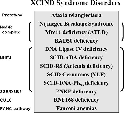 Figure 2. XCIND syndrome disorders and associated DNA-repair pathways. The prototype for the XCIND syndrome is A-T, involving X-ray sensitivity, Cancer susceptibility, Immunodeficiency, Neurologic involvement, and DSB repair.114 The NMR complex is necessary for recruitment of ATM to a DSB and activation of its kinase activity. Patients lacking NBS (nibrin), Mre11 (aka ATLD), and Rad50 proteins are usually children with features of XCIND syndrome, although the types of neurologic involvement differ for the 3 disorders.119,123 Nonhomologous end-joining (NHEJ) repair comprises the major DSB repair pathway in man. Patients lacking functional proteins in this pathway often present in infancy as SCID, although DNA ligase IV deficiency has been described as well in children with primary dwarfism and in adults.120,124 PNKP protein has both polynucleotide kinase and phosphatase functions, moving the phosphate groups from 5′ to 3′, thereby optimizing conditions for ligation in end-joining. PNKP may also play a role in single-strand break repair. Affected infants display intractable seizures, microcephaly, and developmental delay.125 Absence of RNF168 protein results in poor retention of 53BP1 and BRCA1 at sites of DSB, as well as at other predicted interactions within the chromatin ubiquitin ligase cascade (CULC).117 Two patients with RNF168 have been described, both with adult-onset immunodeficiency, neurologic involvement, and growth retardation116,117,126; severe microcephaly was noted in 1, with normal intelligence.116 The inclusion of Fanconi anemia (itself a syndrome) within this partial list of XCIND syndrome-associated disorders is based arguably on the manifestations of radiosensitivity,127 and many of the patients have also been associated with untoward responses to chemotherapy.114 The disorders listed herein are inherited as autosomal recessives.