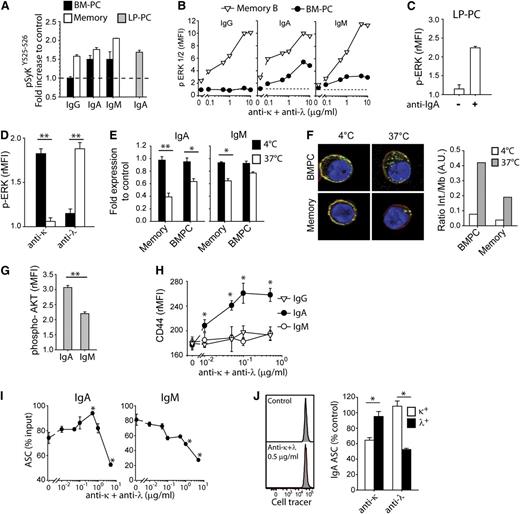 Figure 2. Human IgM and IgA PCs express a functional BCR. (A) Increase in phospho-SykY525-526 staining in BM-PCs (black bars), memory B cells (white bars), and LP-PCs (gray bar) following cross-linking with 2.5 μg/mL anti–light chain F(abʹ)2 antibody fragments. Mean of rMFI + SEM of duplicates. PC gates as in Figure 1. One experiment of 3. (B) ERK1/2 phosphorylation of BM-PCs (black circles) and memory B cells (white triangles) 15 minutes after stimulation with increasing doses of anti–light chain antibodies; 1 experiment of 3. (C) Levels of ERK1/2 phosphorylation in LP-PCs cultured for 15 minutes in the presence or absence of anti-IgA F(abʹ)2 antibodies. Mean of rMFI + SEM of duplicates; 1 representative experiment of 2. (D) Levels of ERK1/2 phosphorylation of κ (black bars) or λ (white bars) IgA BM-PCs after 15 minutes in the presence of 2.5 μg/mL anti-κ or anti-λ light chain F(abʹ)2 antibodies. Mean + SEM of duplicate; 1 experiment of 3. (E) Internalization of IgM and IgA on BM-PCs and memory B cells cultured with 2.5 μg/mL anti-IgM or IgA heavy chain F(abʹ)2 fragments. Shown is the surface staining of light chains after 20 minutes at 4°C (black bars) or 37°C (white bars). Mean of fold expression to control (concomitant staining of heavy and light chains at 4°C) + SEM of duplicates; 1 experiment of 3. (F) Confocal images of IgA BM-PCs and memory B cells incubated for 20 minutes with anti-IgA-Cy5 (green) and counterstained with CD45 Alexa Fluor 700 (red) as a membrane marker and 4,6 diamidino-2-phenylindole (blue). Images are representative of 2 independent experiments. Quantification of the ratio of internal vs membrane IgA (right panel). (G) Expression of phospho-AKT (Ser 473) on IgA and IgM BM-PCs cultured for 20 minutes with 2.5 μg/mL anti–light chain F(abʹ)2 antibodies. Mean of rMFI + SEM of duplicates; 1 representative experiment of 3. (H) Expression of CD44 on IgG, IgA, and IgM BM-PCs cultured for 12 hours with increasing doses of F(abʹ)2 anti–light chain antibodies. Mean of rMFI + SEM of duplicates; 1 experiment of 3. (I) Survival of IgA and IgM BM-PCs cultured for 4 days in the presence of increasing doses of anti–light chain F(abʹ)2 antibodies. Mean of % input cells + SEM of duplicates; 1 representative experiment of 3. (J) Cell tracer dilution of IgA BM-PCs after 4 days in culture with (lower histogram) or without (upper histogram) 0.5 μg/mL of anti–light chain F(abʹ)2 antibodies (left panel). One experiment out of 2. Survival of κ (black bars) or λ (white bars) IgA BM-PCs upon being cultured for 4 days in the presence of 10 μg/mL anti-κ or anti-λ light chain F(abʹ)2 antibodies. Mean + SEM of duplicate; 1 experiment of 3 (right panel). *P < .05; **P = .01 in Student t test.