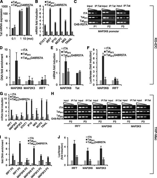 Figure 1. Tat-mediated gene modulation in KG-iDC and THP-Mac and its association with cellular promoters. (A) mRNA levels of Tat in KG-1 cells infected with Ad-TatSF2 24 hours after infection at multiplicities of infection (MOI) of 0.1, 1, and 10, analyzed by qRT-PCR. Results are normalized to actin and reported as fold induction relative to Ad-Tat samples infected at MOI of 0.1. The means ± standard error of the mean (SEM) derived from 3 independent experiments are reported. (B) mRNA levels of selected ISGs 24 hours after infection with adenoviral vectors Ad-TatSF2 and negative control Ad-TatSF2G48R57A. Results are reported as fold induction relative to Ad-TatSF2G48R57A samples. (C) Tat association with the MAP2K6 promoter in KG-iDC, detected by ChIP and qPCR. DNA from input (90, 30, and 10 ng of DNA) and immunoprecipitated samples (10 ng of DNA) was amplified by standard PCR using the P1, P2, and P3 set of primers. DNA from cells infected with Ad-TatSF2G48-R57A and Ad-tTA was used as a negative control. One representative experiment is shown. (D) Average fold enrichments of the indicated promoters in the immunoprecipitated DNA relative to input DNA ± SEM from 3 independent experiments are reported. Cycle threshold (Ct) values obtained with 10 ng of immunoprecipitated DNA were compared with the Ct values obtained with 10 ng of the corresponding input DNA. (E) MAP2K6 and Tat mRNA levels in KG-1 cells infected with Ad-TatSF2 and Ad-TatSF2G48-R57A, analyzed by RT-qPCR. Results are normalized to actin and reported as fold induction relative to samples infected with Ad-tTA alone. The means ± SEM of 3 experiments are shown. (F) Luciferase activity in lysates from cells expressing wild-type TatSF2 or TatSF2 G48R57A and transfected with an IRF7- or a MAP2K6-luciferase reporter vector. Firefly luciferase activity was normalized to Renilla luciferase activity. Results are reported as fold induction relative to those in the cells infected with Ad- tTA. (G) mRNA levels of selected ISGs 48 hours after infection with Ad-TatSF2 and Ad-TatSF2G48R57A. Results are reported as fold induction relative to Ad-TatSF2G48R57A samples. (H) Tat association with the IRF7, MAP2K3, and MAP2K6 promoters in THP-Mac expressing TatSF2. DNA from input (90, 30, and 10 ng of DNA) and immunoprecipitated samples (10 ng of DNA) was amplified by qPCR using the P2 and P3 set of primers. DNA from cells infected with Ad-TatSF2G48-R57A and Ad-tTA was used as a negative control. One representative experiment is shown. (I) Average fold enrichments of IRF7, MAP2K3, and MAP2K6 promoters using ChIP-qPCR in THP-Mac expressing TatSF2 relative to input DNA + SEM from 3 independent experiments. (J) Luciferase activity of lysates from THP-Mac expressing the wild-type TatSF2 or TatSF2 G48R57A and transfected with IRF7-, MAP2K6-, or MAP2K3-luciferase reporter vectors.