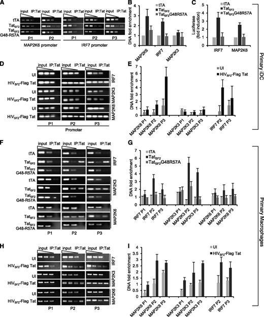 Figure 2. Tat association with the IRF7, MAP2K6, and MAP2K3 promoters in primary iDC and MDM. (A) Signals obtained by PCR in iDC expressing wild type TatSF2 or the mutant TatSF2G48R57A with two or three sets of primers carried out with input DNA (90, 30, 10 ng) or with 3 ng of DNA extracted from immunoprecipitated samples are shown. (B) The average fold enrichment of the IRF7, MAP2K3, and MAP2K6 promoter in primary iDC in the immunoprecipitated DNA relative to input DNA +/− SEM from three independent qPCR experiments is reported. All Ct values obtained with immunoprecipitated DNAs were compared with the Ct value obtained with the same amount of the corresponding input DNA. (C) Luciferase activity of lysates from primary iDC expressing no Tat (tTA), wild type TatSF2, TatSF2 G48R57A and transfected with an IRF7- or MAP2K6-luciferase reporter vector. (D,E) Enrichments of the IRF7, MAP2K3, and MAP2K6 promoters after Tat immunoprecipitation from chromatin lysates of primary iDC infected with a replication competent HIVSF2, expressing a flagged Tat. (F) Signals obtained by PCR in MDM expressing wild type TatSF2 or the mutant TatSF2G48R57A with two or three sets of primers carried out with input DNA (90, 30, 10 ng) or with 3 ng of DNA extracted from immunoprecipitated samples are shown. (G) The average fold enrichment of the IRF7, MAP2K3, and MAP2K6 promoter in primary MDM in the immunoprecipitated DNA relative to input DNA +/− SEM from three independent qPCR experiments is reported. (H,I) Enrichments of the IRF7, MAP2K3, and MAP2K6 promoters after Tat immunoprecipitation from chromatin lysates of MDM infected with a replication competent HIVSF2, expressing a flagged Tat.