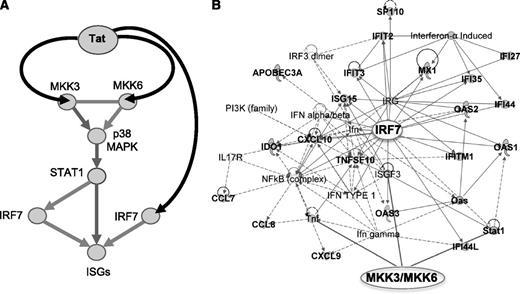 Figure 6. Schematic of the pathway triggered by Tat and leading to activation of ISGs by Tat in APCs infected by HIV. (A) Tat triggers signaling pathways that activate ISGs by associating with MAP2K3 and MAP2K6 kinases, which in turn activate p38 MAPK and STAT1, and with IRF7 in APCs infected by HIV. (B) Activation of MAP2K3, MAP3K6, and IRF7 leads to expression of many ISGs (shown here in connection with MAP2K3, MAP3K6, and IRF7), whose product can positively impact T-cell immunoactivation and negatively impact virus production. Bold labeling indicates genes found upregulated by HIV and Tat in APC (Figures 4,5).8,9