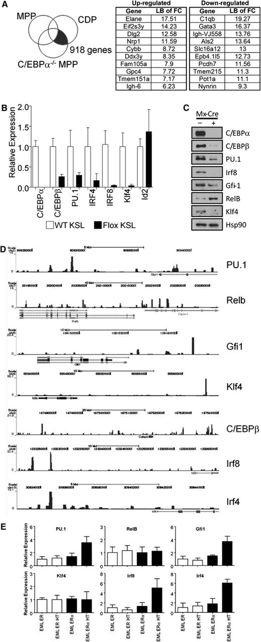 Figure 5. C/EBPα binds the promoter or transcriptional start site of many genes needed for transition from MPP to CDP. (A) Array data from C/EBPα−/− MPPs were compared with that of CDPs, whereas differences between normal MPPs and CDPs were subtracted from this analysis, uncovering genes that are located in the shaded section of the Venn diagram. The most differentially up- and downregulated genes while transitioning to CDP are presented in the right two panels. (B) Expression of C/EBPα, C/EBPβ, PU.1, IRF4, IRF8, Klf4, Id2, and RelB by relative quantitative RT-PCR of RNA from sorted CMPs (cKitHi, Sca1+, Lin– CD34+ FcγRII/IIIlo/–); white bars represent controls and black bars represent floxed progenitors. Values normalized to the control, nonexcised flox CMPs, except with RelB where samples were normalized against the floxed deleted sample. Data are averages of 3 independent experiments (error bars represent SEM). (C) Lin– cKit+ progenitors were sorted from the bone marrow of control or C/EBPα floxed mice. Cells were double-sorted from each group and used for Western blot analysis to determine transcription factor expression compared with HSP-90 (bottom panel). (D) C/EBPα ChIP-seq of CMPs was analyzed for specific genes important during DC differentiation. Plots show ChIP-fragment density at each position in the regions of the genes PU.1, Relb, Gfi1, Klf4, C/EBPβ, Irf8, and Irf4. ChIP-seq profiles are given for genes that were considered altered from (B) and (C). (E) Relative quantitative RT-PCR of transcripts, isolated from EML-ER and EML-C/EBPα-ER, were measured from cell lines cultured for 24 hours with 4-HT to assess expression of PU.1, RelB, Gfi1, Klf4, Irf8, and Irf4. The y-axis indicates the relative expression of the transcription factor relative to that of control treated EML. Data are averages of 2 independent experiments (error bars represent SD).