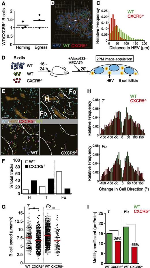 Figure 1. CXCR5 determines localization and migration speed in B-cell follicles and T-cell area. (A) PLN homing and egress of WT and CXCR5−/− B cells. Each dot represents the ratio of WT and CXCR5−/− B cells from pooled PLNs of 1 recipient mouse before and 12 hours after Mel-14 treatment. (B) Three-dimensional reconstruction of a part of the selective plane illumination microscopy–scanned PLN shown in supplemental Figure 1. Asterisks depict accumulation of WT B cells in areas lacking HEV-representing B-cell follicles, arrows highlight the close association of CXCR5−/− B cells with HEV. Grid length, 123 µm. (C) Euclidian distance analysis of WT and CXCR5−/− B cells to the nearest HEV. CXCR5−/− B cells are, on average, closer to HEV located in the T-cell area (31 µm vs 61 µm), similar to adoptively transferred T cells (39 µm; not shown). (D) Schematic outline of the 2-P microscopy experiments with anatomical landmarking. WT B cells (blue) and MECA-79-Alexa633 were used to delineate the B-cell follicle and HEV of the T-cell area, respectively. Low numbers of WT and CXCR5−/− B cells were transferred for cell tracking. (E) Example of 2-P microscopy image (top left panel) and microenvironmental classification (top right panel). Individual WT (bottom left panel) and CXCR5−/− (bottom right panel) B-cell tracks are depicted. Scale bar, 40 µm. (F) Percentage of microenvironmental track distribution as determined by 2-P microscopy. (G) Track speeds of WT and CXCR5−/− B cells in T-cell area and B-cell follicle. Each dot represents an individual track. The red bar represents the mean. (H) Turning angle distribution of WT and CXCR5−/− B cells in T-cell area and B-cell follicle. (I) Motility coefficients of WT and CXCR5−/− B cells in T-cell area and B-cell follicles. Data in F through I are pooled from 7 mice, 12 image sequences, and 697 WT and 591 CXCR5−/− B-cell tracks. Fo, B-cell follicle; H, HEV; T, T-cell area. **P < .01, ***P < .001.