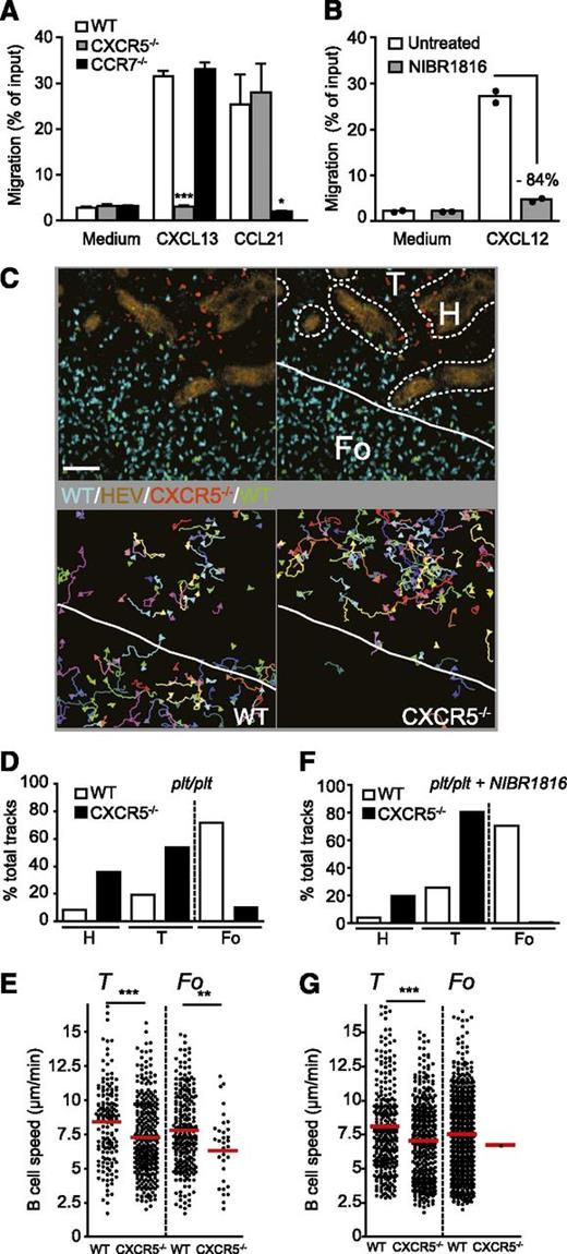 Figure 2. Normal B-cell motility and distribution in the absence of CCR7 and CXCR4 signaling. (A) Chemotaxis of WT, CXCR5−/−, and CCR7−/− B cells toward CXCL13 and CCL21 (100 nM). Data are pooled from duplicates of 2 independent experiments and shown as mean ± standard error of the mean. *P < .05; ***P < .001 (analysis of variance). (B) Chemotaxis of WT B cells to 100 nM CXCL12 in the presence or absence of NIBR1816 (10 µM). Data are from 1 experiment in duplicates. (C) Example of 2-P microscopy image (top left panel) and microenvironmental classification (top right panel) in a plt/plt PLN. Individual WT (bottom left panel) and CXCR5−/− (bottom right panel) B-cell tracks are depicted. Scale bar, 50 µm. (D) Percentage of microenvironmental track distribution in plt/plt PLNs as determined by 2-P microscopy. (E) Speeds of WT and CXCR5−/− B cells in T-cell area and B-cell follicles in plt/plt PLNs. Each dot represents an individual track. The red bar represents the mean. (F) Percentage of microenvironmental track distribution in NIBR1816-treated plt/plt PLNs as determined by 2-P microscopy. (G) Speeds of WT and CXCR5−/− B cells in T-cell area and B-cell follicles in NIBR1816-treated plt/plt PLNs. Each dot represents an individual track. The red bar represents the mean. Data in D and E are pooled from 3 mice, 10 image sequences, and 558 WT and 263 CXCR5−/− B-cell tracks. Data in F and G are from 3 mice, 5 image sequences, and 1168 WT and 414 CXCR5−/− B-cell tracks. Fo, B-cell follicle; H, HEV; T, T-cell area. **P < .01, ***P < .001.
