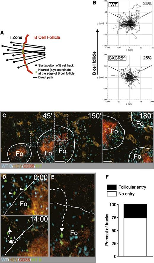 Figure 3. Absence of a long- or short-range CXCL13-mediated directional B-cell migration into B-cell follicles. (A) Schematic outline of the normalization protocol to pool tracks from various 2-P microscopy image sequences. (B) Normalized tracks of WT (left panel) and CXCR5−/− (right panel) B cells migrating in the T-cell area. A total of 162 WT and 106 CXCR5−/− B-cell tracks are pooled and presented such that the closest intersection point with the nearest B-cell follicle at the onset of cell tracking is at the 12 o’clock position. The percentage of tracks falling into a 120° angle toward B-cell follicles (dashed lines) is indicated. (C) Example of 2-P microscopy image at indicated times post B-cell transfer. Lines define B-cell follicles. The dotted squares are shown enlarged in D and E. Scale bar, 50 µm. (D) A 2-P microscopy image of B cells migrating parallel to and away from an adjacent B-cell follicle taken from the dotted outline from the left panel in C. The top panel shows the starting point of the B cells at the onset of the recording, adjacent to a B-cell follicle. Time in minutes and seconds. (E) A 2-P microscopy image of a B-cell track migrating into an adjacent B-cell follicle taken from the dotted outline from the middle panel in C. (F) Frequency of WT B-cell tracks either entering or moving parallel to/away from adjacent B-cell follicles. All tracks (n = 23) were recorded within the first 150 minutes after B-cell transfer between 20-µm and 130-µm depth. Fo, B-cell follicle.