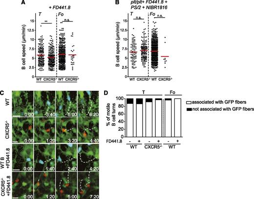 Figure 4. CXCR5 and functional LFA-1 control B cell speed but are dispensable for B-cell guidance by the stromal network. (A) Speeds of WT and CXCR5−/− B cells in T-cell area and B-cell follicle of FD441.8-treated PLNs. Each dot represents an individual track. The red bar represents the mean. Data in A are from 3 mice, 3 image sequences, and 534 WT and 227 CXCR5−/− B-cell tracks. (B) Speeds of WT and CXCR5−/− B cells in T-cell area and B-cell follicle of FD441.8-, PS/2-, and NIBR1816-treated plt/plt PLNs. Each dot represents an individual track. The red bar represents the mean. Data in B are from 2 mice, 5 image sequences, and 773 WT and 155 CXCR5−/− B cell tracks. (C) Example of 2-P microscopy images at indicated times post B-cell transfer. WT and CXCR5−/− B cells with or without FD441.8 treatment migrate in close association with GFP fibers of the T-cell area. The tracks are represented by the dotted line in each frame. Scale bar, 10 µm. (D) Percentage of motile B cell turn of WT and CXCR5−/− B cells in T-cell area and WT B cell in B-cell follicle with and without FD441.8 treatment. Data are pooled from 29 to 63 individual cell tracks. **P < .01. n.s., not significant.