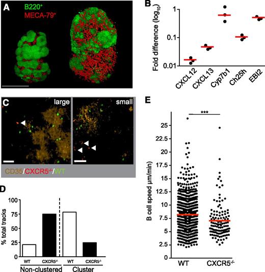Figure 5. Residual CXCL13 expression suffices for naive B cell screening of FDCs in virus-challenged PLNs. (A) Example of optical projection tomography images of WT (control, left) and -infected (right) PLN on day 8 post infection. The MECA-79+ HEV network is in red, and B220+ B follicles are green. Scale bar, 1 mm. (B) CXCL12, CXCL13, Cyb7b1, CH25H, and Ebi2 mRNA levels determined by quantitative polymerase chain reaction on day 8 post infection. Each dot represents an individual PLN. The red bar represents the mean. Levels of CXCL12, CXCL13, and CH25H mRNA are significantly reduced as compared with day 0 (P < .0001), as well as with mRNA levels of Ebi2 (P < .001) and Cyp7b1 (P < .01). (C) Example of 2-P microscopy image of LCMV-infected PLN. Arrowheads depict CXCR5−/− B cells located at the edge or outside large and small B-cell clusters identified by CD35+ FDCs. Scale bar, 30 µm. (D) Percentage of microenvironmental track distribution as determined by 2-P microscopy. (E) Speeds of WT and CXCR5−/− B cells inside CD35+ clusters. Each dot represents an individual track. The red bar represents the mean. Data in D and E are pooled from 4 mice, 7 image sequences, and 1049 WT and 176 CXCR5 −/− B-cell tracks. ***P < .001.