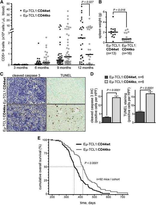 Figure 3. CD44 deficiency mediates higher basal apoptosis and a milder presentation in murine CLL. (A) Charted are CD5+ B cells over time in the PB of Eµ-TCL1:CD44wt (black circles) and Eµ-TCL1:CD44ko (gray circles) mice. After 12 months, there is a significantly higher CD5+ B-cell count in the PB of leukemic Eµ-TCL1:CD44wt mice (n = 30; median, 24 496; range, 653-535 108) as compared with the Eµ-TCL1:CD44ko animals (n = 28; median, 9481; range, 37-228 769; P = .027). (B) In leukemic mice (age ≥ 12 months), spleen weights of Eµ-TCL1:CD44wt animals (n = 13; median, 2.1 g; range, 0.2-5.1 g) were significantly higher (P = .016) than in Eµ-TCL1:CD44ko animals (n = 16; median, 0.7 g; range, 0.2-2.6 g). (C-D) CD44 deficiency is associated with increased apoptotic CLL cell numbers in vivo as determined in murine splenic sections by immunohistochemistry for cleaved caspase-3 (left panels of C and D) and TUNEL staining (right panels of C and D). Mean ± SEM positive cells per 10 high-power fields per animal: cleaved caspase-3, Eµ-TCL1:CD44wt, 3.0 ± 0.3 vs Eµ-TCL1:CD44ko, 14.2 ± 0.9 (P < .0001); TUNEL, Eµ-TCL1:CD44wt, 6.2 ± 0.6 vs Eµ-TCL1:CD44ko 16.9 ± 1.1 (P < .0001). (E) Kaplan-Meier plots with log-rank statistics indicate a significantly prolonged leukemia-specific OS of those animals lacking CD44 expression. Median OS was 358 days for Eµ-TCL1:CD44wt mice vs 419 days for the Eµ-TCL1:CD44ko cohort. HPF, high-power fields.