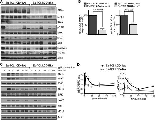 Figure 4. Lack of CD44 is associated with reduced MCL1 levels and diminished BCR kinase response. (A) A representative immunoblot of 4 independent experiments screening a panel of indicated proteins from whole splenocyte lysates (1 leukemic mouse of age ≥ 12 months per lane) shows most prominently the reduced levels of MCL1 protein in the CD44 ko genotype vs CD44 wt leukemias. (B) Left: Densitometric values of relative MCL1/Actin protein expression are charted for a larger number of animals. For better comparability across different immunoblots, means in the CD44 wt cohort are set as 100%. Mean ± SEM values were 100.0 ± 11.9 for Eµ-TCL1:CD44wt vs 24.3 ± 6.3 for Eµ-TCL1:CD44ko (P < .0001). Right: qRT-PCR from splenocyte RNA of leukemic mice (age ≥ 12 months) with MCL1 mRNA normalized to peptidylprolyl isomerase A (cyclophilin A = PPIA). Means in the wt cohort were set as 100%. Mean ± SEM of at least 3 independent experiments per 11 animals per genotype show reduced MCL1 mRNA levels in Eµ-TCL1:CD44ko mice (51.6 ± 4.8 vs 100.0 ± 13.7 in Eµ-TCL1:CD44wt; P = .003). (C) CD44 deficiency leads to diminished BCR kinase response in murine CLL cells. Splenocytes of 1 representative leukemic mouse (age ≥ 12 months) for each genotype (n = 2) were stimulated by BCR crosslinking with in-solution anti–mouse IgM antigen-binding fragment. Lack of CD44 in Eµ-TCL1:CD44ko splenocytes is associated with a reduced amplitude and earlier termination of BCR-stimulated pSRC, pSYK, pERK1/2, and pAKT induction. This is associated with a much less robust MCL1 induction in BCR-activated CD44ko leukemic cells. (D) Densitometric evaluation of pERK1/2/ERK1/2 and pAKT/AKT protein from immunoblots on 3 individual splenic isolates summarizes the kinetics of the significantly reduced early BCR-induced phosphokinase response in CD44-deficient murine CLL cells. *P = .028 and P = .028 at 5 minutes and **P = .008 and P = .003 at 15 minutes for pERK1/2 and pAKT induction, respectively.