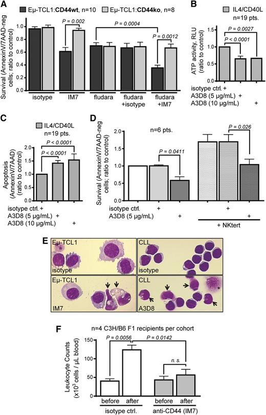 Figure 5. Antibody-based targeting of CD44 induces apoptosis in CLL. (A) The anti-CD44 mAb IM7 shows a specific reduction of viability by inducing cell death only in Eµ-TCL1:CD44wt splenocytes vs those from Eµ-TCL1:CD44ko mice (n = 10; mean ± SEM, 0.61 ± 0.06 vs 0.94 ± 0.03; P = .002). Cell death induction is increased in combination with fludarabine at 50 µM (Eµ-TCL1:CD44wt 0.35 ± 0.04, Eµ-TCL1:CD44ko 0.67 ± 0.06; P = .0012). (B) The anti-CD44 mAb A3D8 significantly reduces cell viability (ATP activity at 5 µg/mL: ratio-to-control mean ± SEM, 0.65 ± 0.08; at 10 µg/mL: 0.66 ± 0.01) and (C) induces cell death (5 µg/mL: mean ± SEM, 1.42 ± 0.10; at 10µg/mL: 1.54 ± 0.23) as compared with isotype controls in short-term (24 hours) cultures of 19 human primary CLL samples, even in the presence of prosurvival IL-4/CD40L. (D) A3D8 shows significant reduction of CLL viability in suspension cultures as well as when added for 24 hours to CLL cocultures with prosurvival NKtert stromal cell support (n = 6; mean ± SEM, isotype control 1.70 ± 0.21 vs A3D8 at 5 µg/mL 1.04 ± 0.16; P = .026). (E) Incubation of CLL cells in vitro with anti-CD44 mAbs (left: IM7 on murine Eµ-TCL1 tumor cells; right: A3D3 on human CLL cells) leads to characteristic apoptotic figures (arrows: vacuolization, blebbing, karyorrhexis). Shown are representative Wright-Giemsa–stained cytospins of a total of 3 murine and 7 human CLL after 36 hours of incubation with 5 μg/mL isotype (no signs of antibody internalization) vs 5 μg/mL CD44 mAbs. Asterisk indicates spin artifact. (F) Eight-week-old C57BL6/C3H F1 female hosts sufficiently engrafted by Eµ-TCL1 tg cells from founder #58631 were intravenously injected with endotoxin-free IM7 or isotype-control mAbs, both at 50 μg/animal, for 1 or 2 (shown here) consecutive day(s). Leukemic burden in the PB was determined before as well as 24 hours (shown here) and 48 hours after treatment. The continued leukemic growth in the isotype-treated animals (P = .0056; paired Student’s t test) was strongly inhibited by IM7 treatment (n = 4/cohort). Mean ± SEM CD19+ leukocyte counts in PB at 24 hours postinjection (“after”) were 124 ± 13 for isotype control vs 57 ± 15 for IM7 (P = .0142, unpaired Student’s t test). Postmortem (48 hours after first injection) leukemic burden in bone marrow, liver, or spleen remained unaffected (not shown).