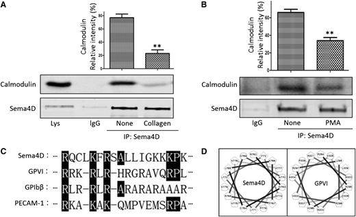 Figure 1. Co-immunoprecipitation of Sema4D and calmodulin from platelet lysates and identification of a calmodulin-binding sequence in Sema4D. (A) Platelets (5 × 108/mL) were treated with 10 μg/mL collagen for 30 seconds and lysed. Proteins were immunoprecipitated with anti-Sema4D N-terminal antibody (1E8G9) and immunoblotted with anti-calmodulin and an anti-Sema4D C-terminal antibody (mean ± standard error of the mean; **P < .01; n = 3). (B) Platelets were treated with 1.0 μΜ PMA for 30 seconds and immunoprecipitated with the anti-Sema4D N-terminal antibody. (C) An alignment of the putative calmodulin binding sequence (Arg762-Lys779) of Sema4D with known calmodulin-binding sequence of other platelet surface molecules GPVI (Arg294-Pro309), GPIbβ (Arg149-Arg164), and PECAM-1 (Arg599-Ala614). Identical amino acids or conserved substitutions are highlighted. (D) Helical wheel representation of the Sema4D sequence (Arg762-Lys779) and the GPVI sequence (Arg294-Pro309). Circles, hydrophilic residues; diamonds, hydrophobic residues; pentagons, potentially positively charged.