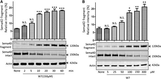 Figure 2. The calmodulin inhibitor W7 causes Sema4D cleavage in platelets. Sema4D shedding detectable as a decrease in full-length Sema4D and an increase in soluble Sema4D. (A) Gel-filtered platelets were incubated with 150 µM W7 for 2 to 60 minutes at 37°C. Platelet pellets and supernatants were separated and immunoblotted for full-length and soluble Sema4D. Actin was used to confirm equal sample loading. *P < .05; **P < .01; ***P < .001. N.S., not significant (n = 3). (B) Platelets were incubated with 5 to 300 μΜ W7 for 60 minutes, blotted, and analyzed for intact and soluble Sema4D.