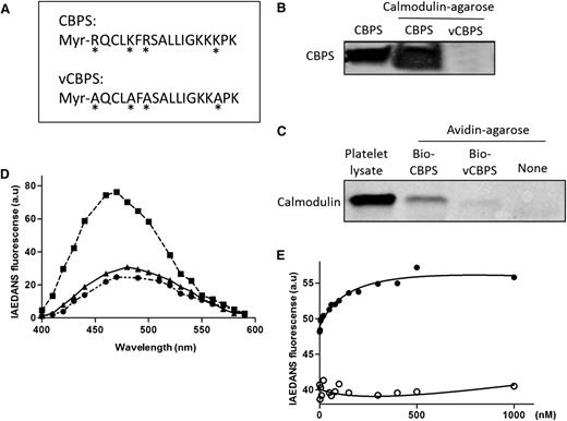 Figure 3. Binding between calmodulin and the calmodulin-binding peptide of Sema4D (CBPS). (A) A myristoylated peptide corresponding to the calmodulin-binding sequence of Sema4D (Myr-RQCLKFRSALLIGKKKPK) was synthesized and designated as CBPS. A variant peptide in which four conserved amino acids were replaced with Ala (*) is designated as vCBPS (Myr-AQCLAFASALLIGKKAPK). (B) Ten micrograms of CBPS or vCBPS in PBS were incubated with 20 μL of calmodulin-agarose beads at 4°C for 4 hours. After washing extensively, bound peptide was eluted with Laemmli sample buffer and analyzed by gel electrophoresis followed by silver staining. (C) Platelet lysate was incubated with 10 µg of biotinylated CBPS or vCBPS overnight at 4°C. Biotinylated peptide-calmodulin complexes were captured by using avidin-agarose beads, eluted, and subjected to immunoblot analysis by using a calmodulin monoclonal antibody. (D) Fluorescence emission spectra of IAEDANS-labeled calmodulin (I-CaM). (●) I-CaM was added to 3 mL of 10 mM 4-morpholinepropanesulfonic acid (pH 7.4), 0.1 mM CaCl2, 100 mM NaCl, and 0.1 mg/mL bovine serum albumin to a final concentration of 50 nM, and an emission scan was obtained. (▪) CBPS or (▲) vCBPS was added to a final concentration of 40 μΜ, and the scans was obtained. The excitation wavelength was 340 nm. All spectra were corrected for background reading from the buffer. (E) Binding affinity of CBPS with I-CaM. Association of CBPS to I-CaM was monitored by the change in IAEDANS emission fluorescence at 460 nm. Calmodulin protein was diluted to 50 nM in a 100-μL system and added to the 96-well plate. CBPS (●) or vCBPS (○) polypeptide was added to the calmodulin solution. The buffers were the same as in (D). I-CaM denotes IAEDANS-labeled calmodulin. Data are representative of at least 3 independent experiments.