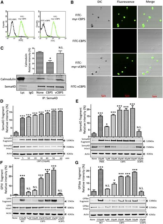 Figure 4. Addition of membrane-permeable CBPS causes dissociation of the Sema4D–calmodulin complex and cleavage of Sema4D. (A) Platelets were incubated with 10 μΜ FITC-myr-CBPS, FITC-CBPS, FITC-myr-vCBPS, or FITC-vCBPS for 15 minutes, fixed with formaldehyde, and analyzed by flow cytometry. (B) Platelets were treated with 10 μΜ FITC-myr-CBPS, FITC-CBPS, FITC-myr-vCBPS, or FITC-vCBPS peptide for 30 minutes, allowed to spread on immobilized fibrinogen for 60 minutes, and examined by differential interference contrast (DIC) and confocal fluorescence microscopy. The images are representative of at least 3 independent experiments. (C) Platelets (5 × 108/mL) were incubated with 5.0 μΜ CBPS or vCBPS for 30 seconds, lysed, and immunoprecipitated with anti-Sema4D N-terminal antibody (1E8G9). Proteins were immunoblotted with an anti-calmodulin antibody and an anti-Sema4D C-terminal antibody (n = 3). (D) Gel-filtered platelets were incubated with 50 μΜ CBPS. Soluble 120-kDa fragment was detected with an N-terminal antibody. Full-length 150-kDa Sema4D in the platelet pellets was detected by using the Sema4D C-terminal antibody. (E) Gel-filtered platelets were incubated with CBPS or vCBPS for 60 minutes at 37°C. (F,G) Gel-filtered platelets were incubated with CBPS, vCBPS, or W7 for 60 minutes at 37°C. Platelet pellets and supernatants were separated and blotted with GPVI antibody (6B-12) or GPIbα antibody (SZ2). *P < .05; ***P < .001 compared with control (n = 3). N.S., not significant (n = 3).