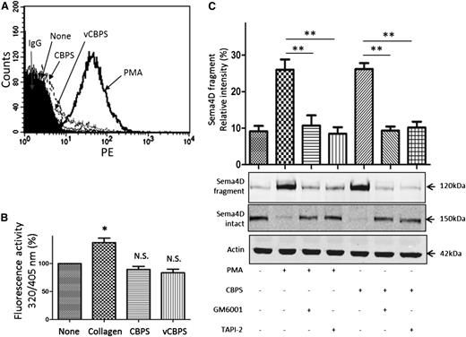 Figure 5. Effect of CBPS on platelet activation and ADAM17 activity. (A) Detection of P-selectin surface expression by flow cytometry in platelets treated with CBPS or vCBPS. Gel-filtered platelets were incubated with PMA (10 μM), CBPS (50 μΜ), or vCBPS (50 μΜ) at 37°C for 15 minutes. Platelets were fixed with formaldehyde and stained with PE-conjugated mouse anti-human CD62P antibody. Data are representative of at least 3 independent experiments using different donors. (B) A fluorogenic substrate was used to detect ADAM17 activity on platelets incubated with 50 µM CBPS or vCBPS for 30 minutes at 37°C. Fluorescence (320/405 nm) was quantified, and all values were corrected for background fluorescence. *P < .05 compared with control (n ≥ 3). N.S., not significant. (C) Gel-filtered platelets were preincubated with GM6001 (100 μΜ) or TAPI-2 (10 μΜ), incubated with CBPS (50 μΜ) or PMA (10 μΜ), and then immunoblotted for full length and soluble Sema4D. **P < .01 (n = 3).