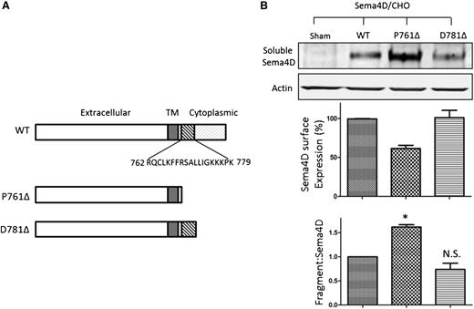 Figure 6. Deletion of the Sema4D calmodulin-binding domain causes constitutive shedding of the Sema4D exodomain. (A) Illustration of the Sema4D constructs that were transfected into Chinese hamster ovary (CHO) cells. D781Δ retains the calmodulin-binding domain; P761Δ does not. (B, top) Western blot of CHO cell supernate showing constitutive shedding of Sema4D. (B, middle) Relative surface expression of Sema4D in CHO cells detected by flow cytometry and normalized relative to wild-type (WT) controls. (B, bottom) A summary of three experiments. The relative fragment:Sema4D ratio is the ratio of the Sema4D fragment level versus surface Sema4D expression level normalized to that of the wild-type, which was set as 1.0. N.S., not significant; TM, transmembrane. *P < .05.
