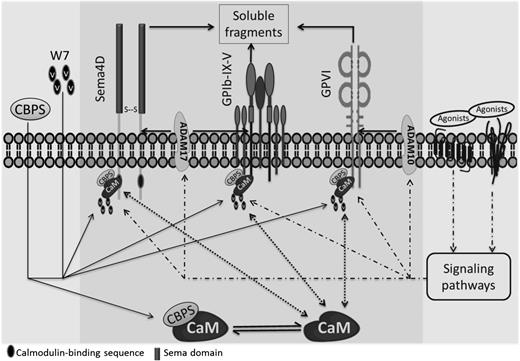 Figure 7. A proposed model of Sema4D exodomain shedding regulated by the interaction of calmodulin with the Sema4D cytoplasmic domain. Sema4D was shown to be a calmodulin-binding protein with a site of interaction in the membrane-proximal cytoplasmic domain that regulates the cleavage of the membrane-proximal exodomain of Sema4D by ADAM17. It was proposed that releasing the association of calmodulin with Sema4D by incubation with a peptide CBPS or a calmodulin inhibitor W7 induces the conformational change that favors to the accessibility of its sheddases, mediating Sema4D shedding. This peptide also induces cleavage of GPVI and GPIbα, implying a generality of this mechanism that calmodulin regulates shedding of platelet membrane receptors regardless of what their sheddases are.