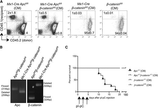 Figure 1. Loss of β-catenin rescues Apc-deficient mice. (A) Comparison of engraftment efficiency of CD45.2 Mx1-Cre Apcfl/fl, Mx1-Cre Apcfl/flβ-cateninfl/fl, Mx1-Cre β-cateninfl/fl, or β-cateninfl/fl BM cells in wild-type recipient mice (CD45.1) by flow cytometric analysis of peripheral blood (PB) at 6 weeks after transplantation (mean ± standard deviation, n = 4-6). (B) Analysis of deletion of Apc or β-catenin as determined by PCR analysis of genomic DNA from BM LSKs 7 days after the last injection of pI-pC. (C) Kaplan-Meier survival curve of recipient mice reconstituted with BM cells from Mx1-Cre Apcfl/fl, Mx1-Cre Apcfl/flβ-cateninfl/fl (n = 13), Mx1-Cre β-cateninfl/fl, or β-cateninfl/f (n = 5-10) mice after 3 doses of pI-pC injection. Arrowheads indicate pI-pC injections.