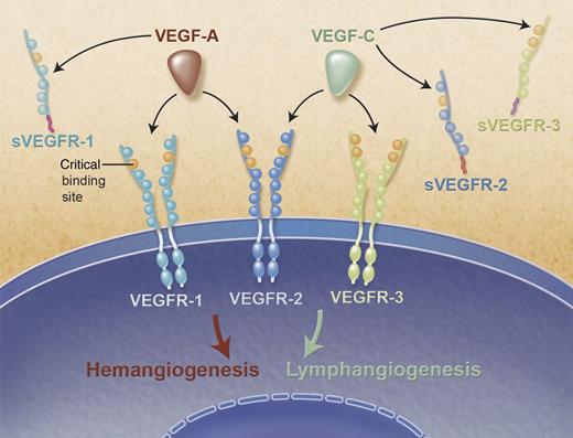 Soluble VEGF receptors trap VEGF-A and VEGF-C and inhibit hemangiogenesis and lymphangiogenesis. Schematic representation of VEGF-A and VEGF-C (red and green, respectively) and their cognate VEGF receptors. Membrane-bound VEGF receptor (VEGFR-1, VEGFR-2, and VEGFR-3) with its seven extracellular immunoglobulin-like domains represented as circles. Critical binding domains for VEGF-A and VEGF-C of each receptor are displayed in orange. Soluble VEGF receptors (sVEGFR-1, sVEGFR-2, and sVEGFR-3) composed of the first 6 Ig-like domains and the unique C-terminus tail from alternative splicing are represented in magenta, red, and purple for sVEGFR-1, sVEGFR-2, and sVEGFR-3, respectively. Professional illustration by Alice Y. Chen.