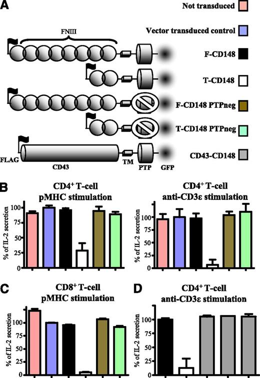 Figure 1. The size of CD148 ectodomain modulates its inhibitory effect on T-cell activation. (A) Schematic depiction of the CD148 constructs used in this study. The ectodomains comprised either the full-length form of CD148 or the truncated form of CD148 or the ectodomain from CD43 (CD43-CD148). Catalytically inactive (PTPneg) forms of full-length and truncated CD148 had a cysteine to serine substitution (C1140S) in the phosphatase domain. All constructs contained an N-terminal FLAG tag to stain and match surface expression levels by FACS and a C-terminal GFP tag for imaging. (B) Control (untransduced or vector-transduced) 2B4 T cells or 2B4 T cells expressing comparable levels of the indicated CD148 construct (supplemental Figure 1) were stimulated with either CHO cells expressing I-Ek, presenting the cognate MCC peptide (left) or plate-immobilized anti-mouse CD3ε (right) and IL-2 secretion analyzed after 14 to 18 hours. (C) Control or transduced B3Z T cells expressing comparable levels of the indicated CD148 construct (supplemental Figure 4A) were stimulated with CHO cells expressing cognate pMHC as a single-chain trimer and IL-2 secretion analyzed after 14 to 18 hours. (D) 2B4 T-cells transduced with the indicated CD148 constructs were stimulated with plate-immobilized anti-mouse CD3ε and IL-2 secretion examined after 14 to 18 hours. Three different CD43-CD148 transduced clones were tested. Error bars represent the SD of the mean from at least 3 replicates. For (B) and (C), IL-2 secretion data were normalized with 0% and 100%, representing unstimulated and stimulated vector-transduced controls, respectively. In (D), IL-2 secretion was normalized to full-length CD148 transduced cells.