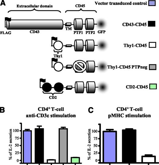 Figure 2. The size of CD45 ectodomain modulates its inhibitory effect on T-cell activation. (A) Schematic depiction of the CD45 constructs used in this study. They comprised the mouse CD45 transmembrane and cytosolic domains and the ectodomains of rat Thy1 (1 Ig-like domain), rat CD2 (2 Ig-like domains), or rat CD43. A catalytically inactive form of Thy1-CD45 (Thy1-CD45 PTPneg) had a cysteine-to-serine substitution (C840S) in the membrane-proximal phosphatase domain. All constructs contained an N-terminal FLAG tag to stain and match surface expression levels by FACS and a C-terminal GFP tag for imaging. 2B4 T-cells expressing comparable levels of the indicated CD45 construct (supplemental Figure 5) were stimulated with either (B) plate-immobilized anti-mouse CD3ε or (C) CHO cells expressing I-Ek presenting the cognate MCC peptide (left) and IL-2 secretion analyzed after 14 to 18 hours. Error bars represent the SD of the mean from at least 3 replicates. Data normalized to vector-transduced controls as in Figure 2.