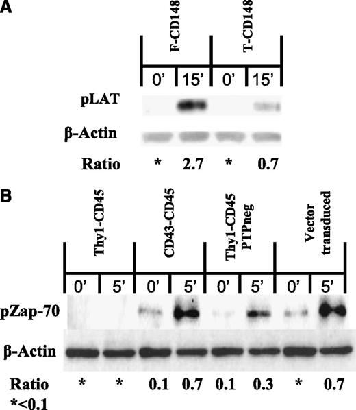 Figure 3. Forms of CD148 and CD45 with short ectodomains abrogate TCR proximal signaling. (A) Immunoblot of phosphorylated LAT (pLAT) and β-actin in B3Z T-cells transduced with either full-length CD148 or truncated CD148 and stimulated with anti-mouse CD3ε coated beads for 15 minutes. (B) Immunoblot of phosphorylated Zap-70 (pZap-70) and β-actin in 2B4 T cells transduced with the indicated CD45 constructs (or vector as control) and stimulated with anti-mouse CD3ε coated beads for 5 minutes. All immunoblots are representative of 3 replicates. The densitometry ratio between either pLAT or pZAP-70 and β-actin was calculated in ImageJ (National Institutes of Health).
