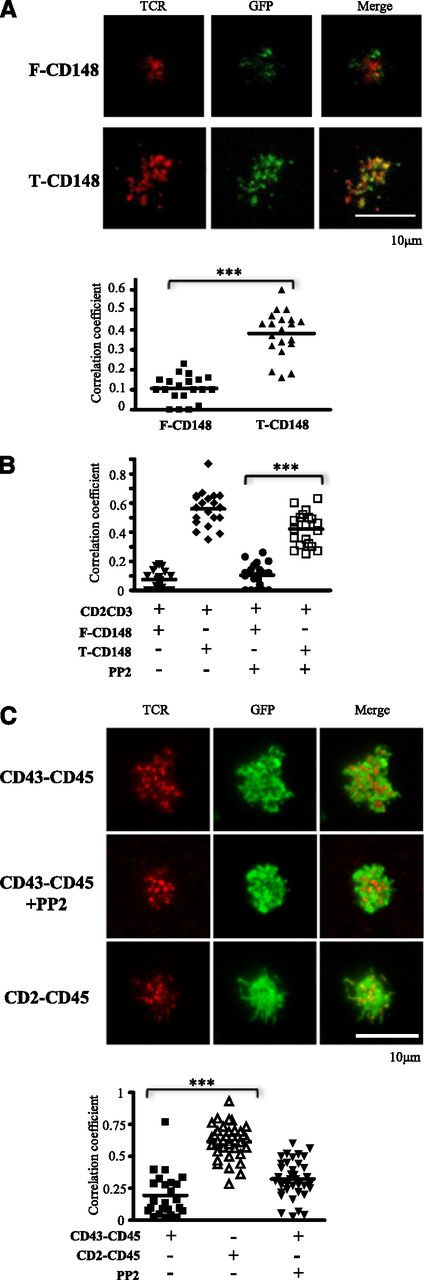 Figure 4. Truncation of CD148 and CD45 ectodomains enhances colocalization with TCR microclusters. (A) B3Z T cells expressing the indicated CD148-GFP chimera (green) were imaged by TIRF microscopy after initial contact with a planar bilayer that contained glycosylphosphatidylinositol-ICAM-1 and Cy5-labeled (red) monobiotinylated anti-mouse CD3ε. Representative images are shown (upper). Pearson correlation coefficients between the GFP and Cy5 fluorescence were analyzed in 20 cell contacts (lower). (B) B3Z T cells expressing CD2-TCRζ-mCherry and the indicated CD148-GFP chimera were preincubated with or without PP2 and then imaged in contact with a planar bilayer that contained glycosylphosphatidylinositol-ICAM-1 and anti-rat CD2. Pearson’s correlation coefficients between GFP and mCherry fluorescence were analyzed in 20 cell contacts. (C) 2B4 cells expressing the indicated CD45-GFP chimera (green) were preincubated with or without PP2 and imaged by TIRF microscopy after initial contact with a planar bilayer that contained ICAM-1 and monobiotinylated anti-mouse CD3ε. CD45 protein was imaged through its C-terminal GFP tag, and TCRβ was detected using a specific antibody (H57) Fab′ fragment labeled with AF568 (upper). Pearson’s correlation coefficients between the GFP and AF568 were analyzed on more than 25 cell contacts (lower). ***P < .01, using Student t test.