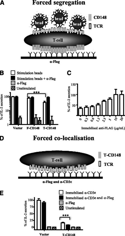 Figure 5. Antibody-induced segregation of truncated CD148 rescues TCR signaling. (A) Schematic depiction of forced segregation experiment. B3Z T cells expressing FLAG-tagged CD48 are plated onto surfaces presenting immobilized anti-FLAG antibody before stimulation with anti-mouse CD3ε beads. By accumulating FLAG-tagged CD148 on the basal side of the cell, this forces segregation from apical areas where the beads engage TCR. (B) B3Z cells expressing the indicated form of CD148 and plated onto anti-FLAG or control surfaces were exposed to anti-mouse CD3ε (stimulation) or control beads IL-2 secretion determined after 16 hours after stimulation. Data are normalized with IL-2 secretion from unstimulated and stimulated vector transduced cells set to 0% and 100%, respectively. ***P < .01, using paired Student t test. (C) B3Z cells expressing the truncated form of CD148 were plated onto surfaces coated with the indicated concentration of immobilized anti-FLAG, stimulation with anti-mouse CD3ε beads, and IL-2 secretion determined after 16 hours. Data normalized to IL-2 secretion observed with highest levels of anti-FLAG (100%) and IL-2 secretion from unstimulated cells was set to 0%. (D) Schematic depiction of forced colocalization experiment. B3Z cells expressing FLAG-tagged truncated CD148 was plated onto surfaces containing both immobilized anti-FLAG and anti-mouse CD3ε. (E) Control B3Z cells or B3Z cells expressing the truncated form of CD148 were plated onto surfaces coated with the indicated combination of anti-FLAG and anti-mouse CD3ε antibodies and IL-2 secretion determined after 16 hours of stimulation. Data are normalized with IL-2 secretion from unstimulated and stimulated vector-transduced cells set to 0% and 100%, respectively. Error bars represent the SD of the mean from at least 3 replicates.