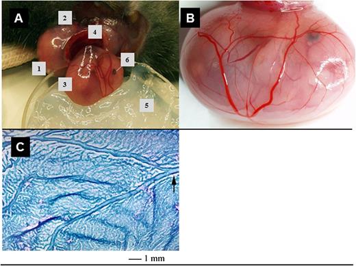 Figure 1. Surgical preparation and exposure of fetal tissues for IVM. (A) An anesthetized pregnant mouse is placed on a plexiglass stage, the right uterine horn (1) exteriorized after lateral incision (2) and opened to expose one fetus (3) contained within its intact yolk sac and connected to the placenta (4). The fetus is then placed in a vacuum grease–containing Petri dish (5) and superfused with superfusion buffer. Fetal eye (6). (B) To visualize yolk sac microvessels, a coverslip (not shown) is placed over the exposed yolk sac. (C) A whole mount preparation of a wildtype YS (E14), fixed and stained with modified Giemsa reagent, shows the extensive network of developing blood vessels that are accessible for IVM and the villous nature of the tissue. The arrow points out one of the larger vitelline vessels.