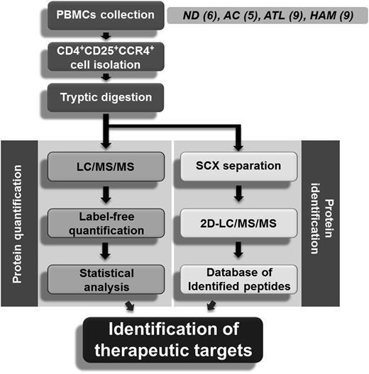 Figure 1. Schematic overview of proteomic profiling for CD4+CD25+CCR4+ cells. PBMCs were collected from 6 normal donors, 5 asymptomatic carriers, 9 ATL patients, and 9 HAM/TSP patients, followed by isolation of the CD4+CD25+CCR4+ subset using the cell-sorting system. The statistical candidate selection steps, including LC/MS/MS data processing, label-free quantification, and statistical analysis, were performed on the Expressionist proteome server. The protein identification database was separately established based on 2D LC/MS/MS analysis. ND, normal donors; AC, asymptomatic carriers.