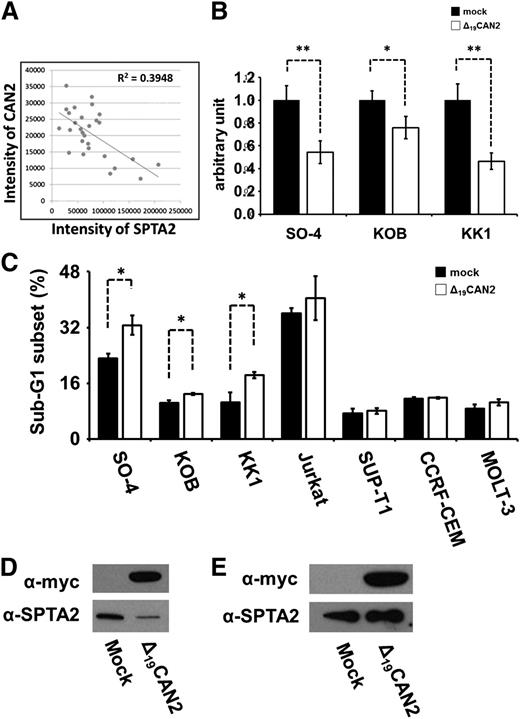 Figure 5. Rescue of CAN2 activity induced cell death in ATL cells. (A) Correlation between CAN2 and SPTA2 expression level in 27 cases. (B) Cell proliferation was measured by MTT assay on SO-4, KOB, and KK1 cells 36 hours after transfection of mock vector or Δ19CAN2. *P < .05; **P < .01 by Student t test. (C) Overexpression of Δ19CAN2 significantly accelerated cell death in 3 ATL (SO-4, KOB, and KK1) and 4 non-ATL (Jurkat, SUP-T1, CCRF-CEM, and MOLT-3) cell lines. **P < .05 by Student t test. The drastic attenuation of SPTA2 expression was observed after transfection of Δ19CAN2 in SO-4 cells (D), but not in Jurkat cells (E). The immunoblot of anti-myc tag confirmed the expression of exogenous Δ19CAN2.