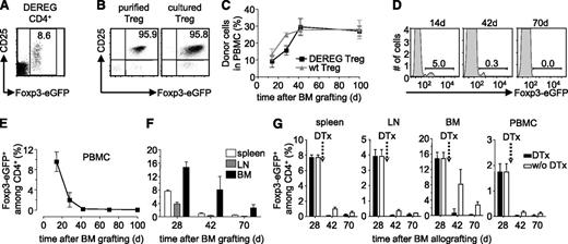 Figure 1. Administered Treg wane away with time. (A) DEREG splenocytes were analyzed by flow cytometry. CD25 vs Foxp3-eGFP expression on electronically gated CD4+ cells. (B) Expression of CD25 vs Foxp3-eGFP by purified DEREG Treg was analyzed before (left) and after (right) in vitro culture with donor-type irradiated splenocytes as stimulators. Dot plots are representative of 4 experiments. Numbers indicate percentages within indicated electronic gates. Sublethally irradiated B6 WT mice were grafted with CBA BM under cover of 2.106 DEREG Treg in vitro cultured with (CBA × B6)F1 antigen-presenting cells. (C) Hematopoietic chimerism in PBMC and percentage of Foxp3-eGFP+ cells among CD4+ T lymphocytes in (D-E) blood and (F) spleen, lymph node (LN), and BM was assessed at the indicated time points. Indicated are mean values ± SD (n ≥ 3, 4 independent experiments). (G) Four weeks after BM grafting, chimeric mice were left untreated (white bars) or received (black bars) 2 consecutive injections of diphtheria toxin (DTx). Percentage of Foxp3-eGFP+ cells among CD4+ T lymphocytes was analyzed in spleen, lymph node (LN), BM, and PBMC. Indicated are mean values ± SD (n = 5, 2 independent experiments).