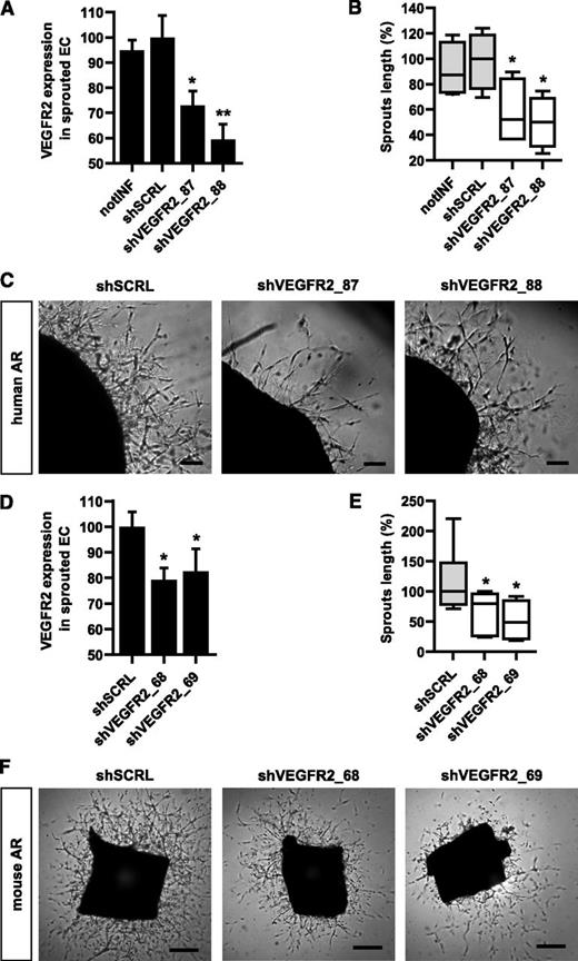 Figure 5. Lentiviral-mediated stable knockdown of VEGFR2 in hAR and mAR models. (A) Graph reports VEGFR2 expression in hAR-sprouted cells extracted from BME. hARs are transduced with lentiviruses carrying VEGFR2-targeted shRNA (shVEGFR2_87 and shVEGFR2_88) and scramble shRNA (shSRCL), or not infected (notINF). VEGFR2 mean fluorescence signals of VEGFR2-positive cells are shown and expressed as relative percentage of VEGFR2 levels of shSCRL hARs (*P < .05 vs shSCRL hARs; **P < .01). (B-C) Quantifications and representative micrographs of hARs transduced with lentiviruses carrying VEGFR2-targeted shRNA (shVEGFR2_87 and shVEGFR2_88) and scramble shRNA (shSRCL) or not infected (notINF). hARs were observed after 15 days of EGM-2 culture and are representative of 3 experiments, each from 6 umbilical cords. Values shown are box-and-whisker plots of sprout lengths normalized to the median of shSCRL hARs. Scale bar represents 200 µm (*P < .05 vs shSCRL hARs). (D) Graph showing VEGFR2 expression in mAR-sprouted cells extracted from BME. VEGFR2 mean fluorescence signals of VEGFR2-positive cells are shown and expressed as relative percentage of VEGFR2 levels of shSCRL mARs (*P < .05 vs shSCRL mARs). (E-F) Quantifications and representative micrograph of mARs transduced with lentiviruses carrying VEGFR2-targeted shRNA (shVEGFR2_69 and shVEGFR2_70) and scramble shRNA (shSCRL). mARs were observed after 5 days of EGM-2 culture and are representative of 3 experiments, each from 5 different mice. Values shown are box-and-whiskers plots of sprout lengths, normalized to the median of shSCRL mARs. Scale bar = 200 µm (*P < .05 vs shSCRL mARs).