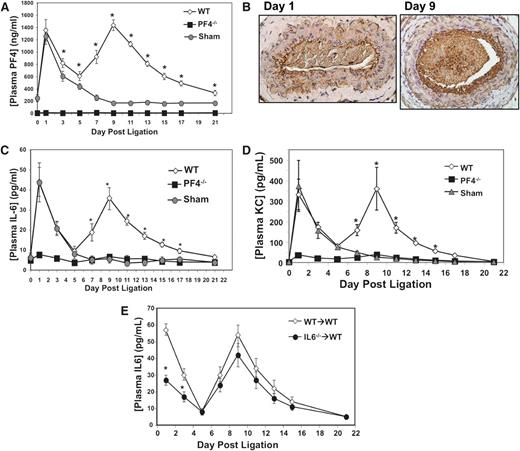Figure 2. PF4 drives VSMC proinflammatory response in vivo. (A) The left common carotid artery of WT and PF4−/− mice were ligated, or a sham surgery performed, and plasma PF4 was measured (n = 5 ± SD; *P < .01 vs sham). (B) PF4 is present in the vessel wall on day 9. Immunohistochemistry studies of ligated carotid arteries on days 1 and 9 (representative images). (C) Plasma IL-6 and (D) plasma KC are increased after ligation in WT mice, but not PF4−/− mice, in a similar pattern to PF4 (n = 5 ± SD; *P < .01 vs sham). (E) Ligation-induced IL-6 is primarily vessel wall derived. WT mice were given WT or IL-6−/− bone marrow, and carotid ligations were performed. Postsurgical IL-6 is similar in WT and IL-6−/− bone marrow mice (n = 6 ± SD; *P < .05 vs WT).